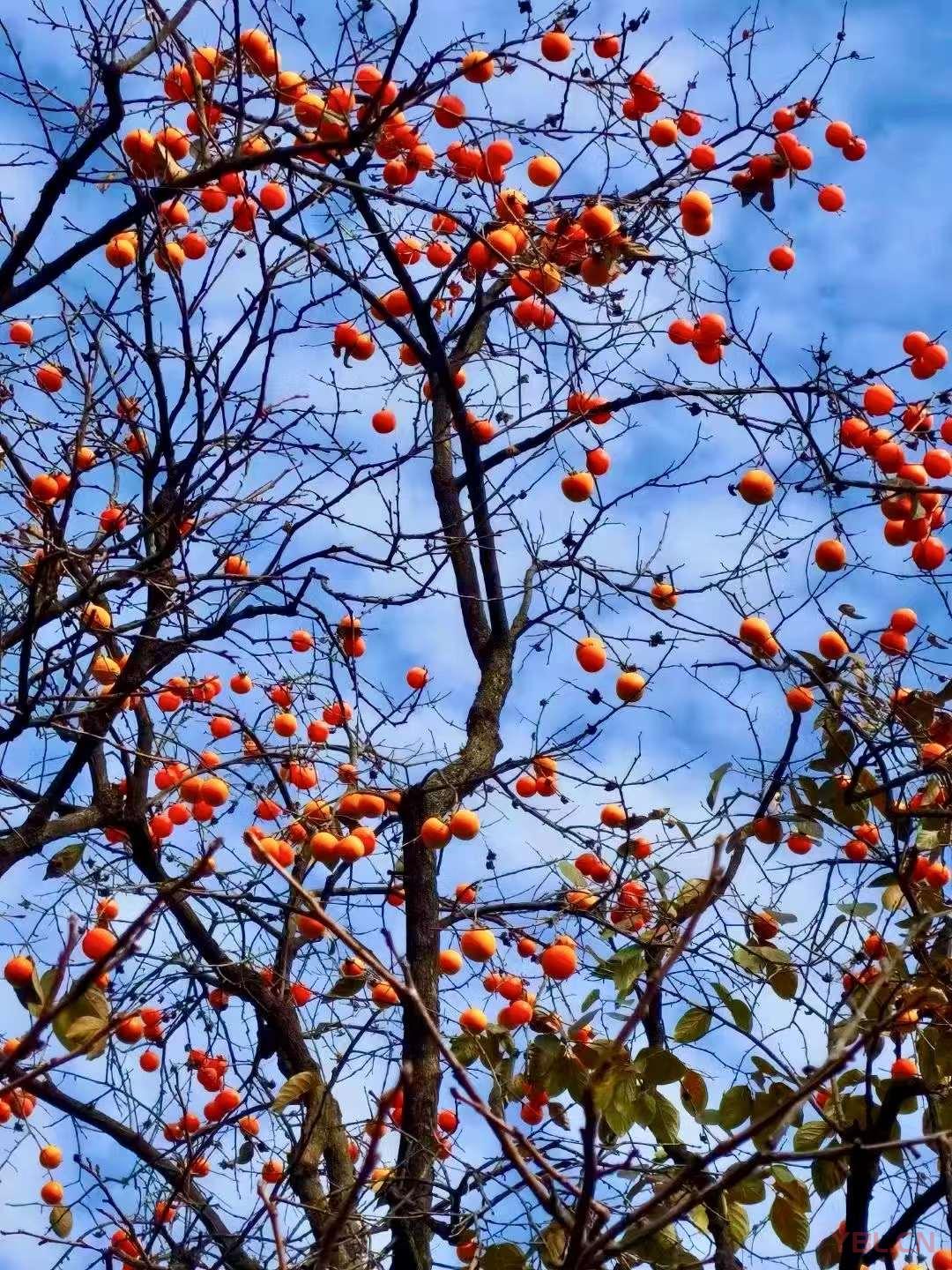 道者涵乾括坤，其本無名